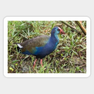 Purple Swamphen Sticker